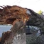 В центре Ростова ураганный ветер повалил взрослые деревья 2