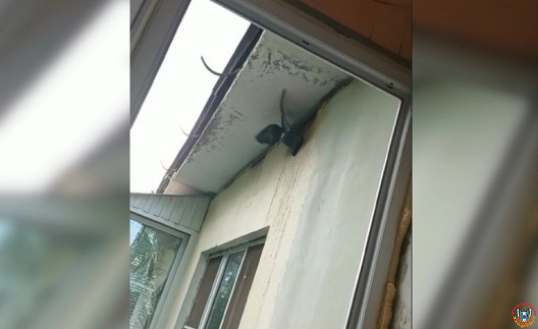 В Ростове при ремонте фасада здания рабочие замуровали в стене живых птенцов голубей