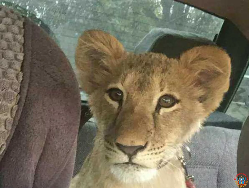 Маленькую львицу прокатили в автомобиле в Ростове Маленькую львицу прокатили в автомобиле в Ростове