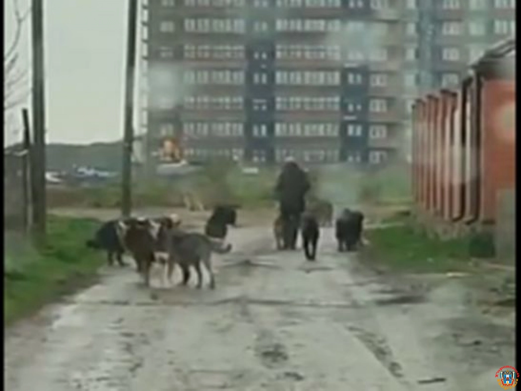 В Ростове на Западном стая бродячих собак набрасывается на прохожих