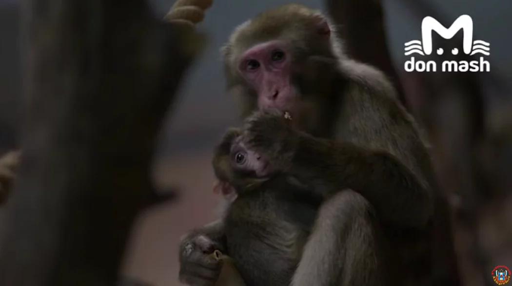 24 макаки прибыли из Италии в Ростовскую область