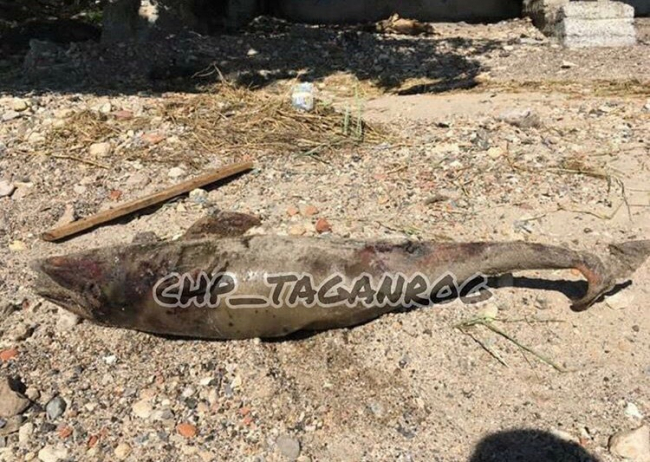 В Таганроге на берегу залива нашли мертвого дельфина