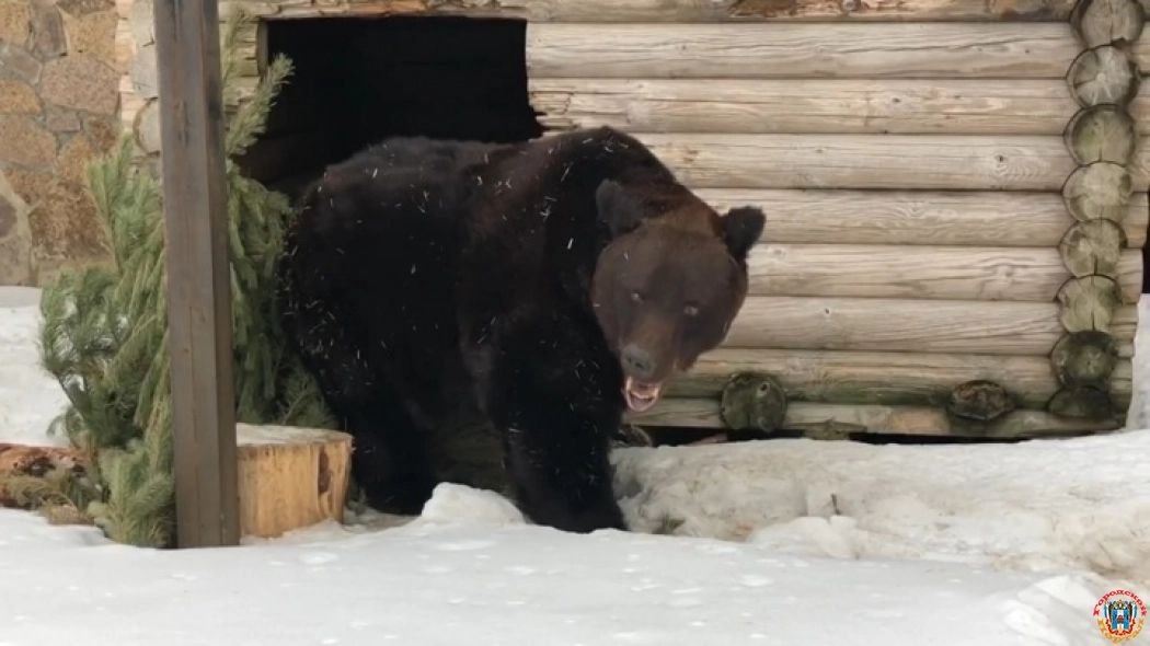 Челябинский медведь Степан встречает весну