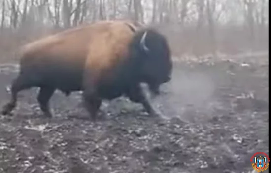 Огромного зубра заметили жители Ростовской области