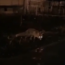 Голодная лиса гуляла по ростовским дворам в поисках угощений