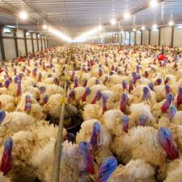 ВЭБ требует с «Евродон-Юг» еще почти 200 млн рублей