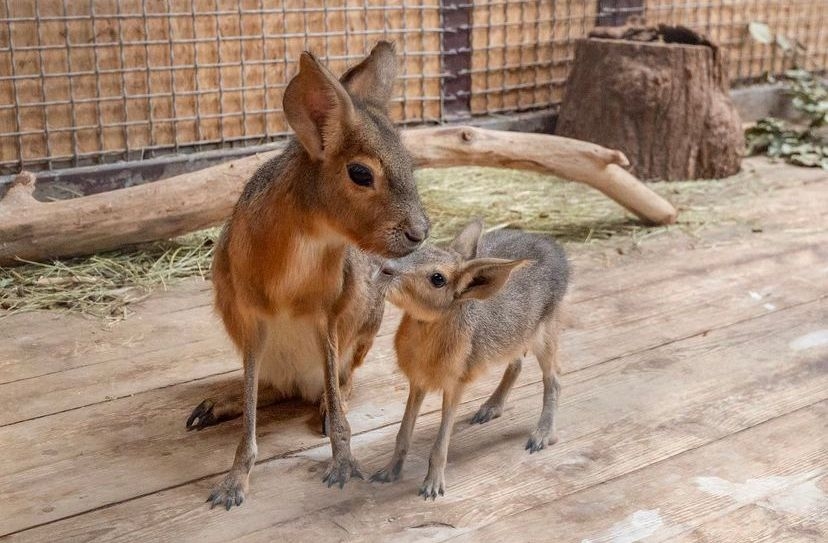 В семействе патагонских мар в ростовском зоопарке родились два малыша