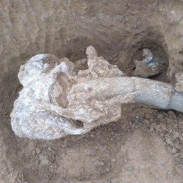 Череп погибшего 600 тысяч лет назад мамонта обнаружили в Ростовской области