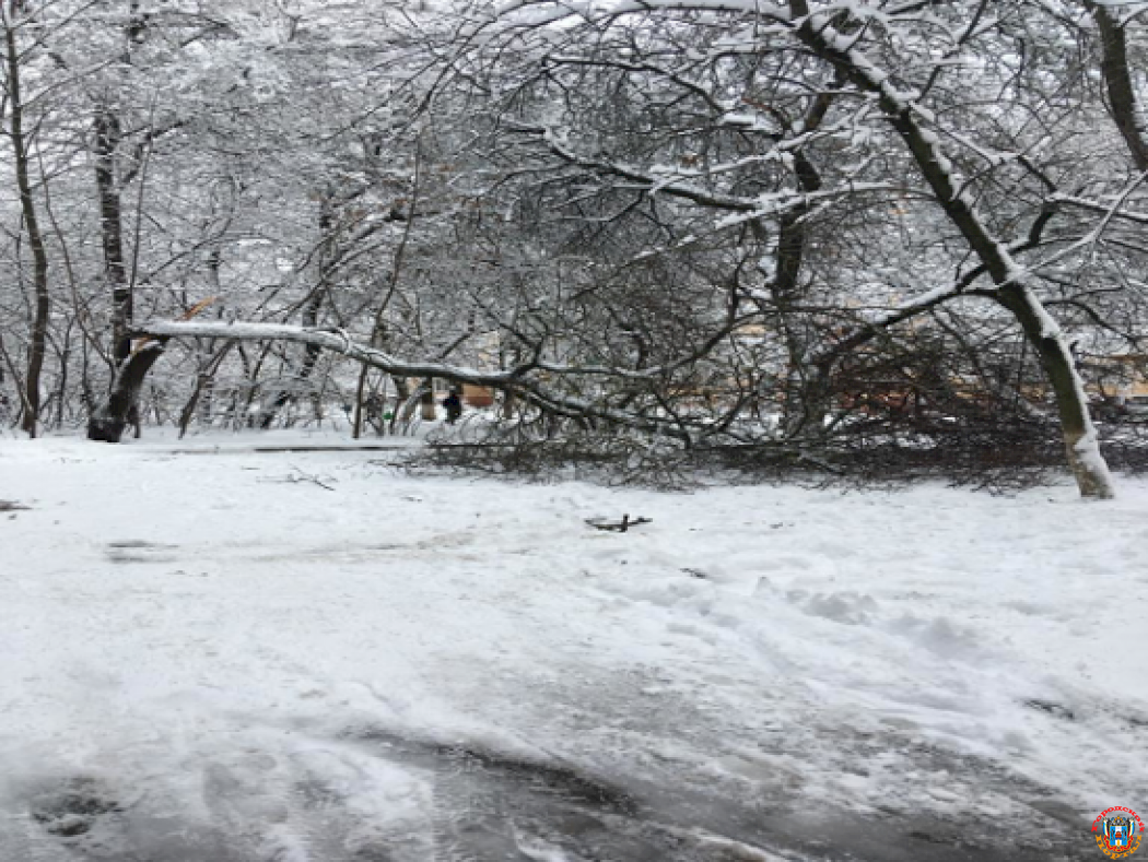 В Ростове два упавших дерева перекрыли проезд к жилым домам