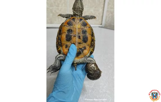 Черепаху у которой была пережата волосами лапа спасла ветврач из Ростова