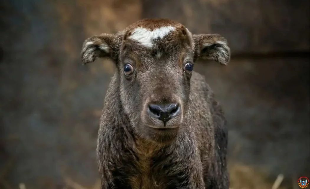 Миссия на букву &laquo;И&raquo;: ростовчане выберут имя для маленького такина мишми