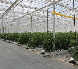 Неклиновские огурцы снова никому не нужны?