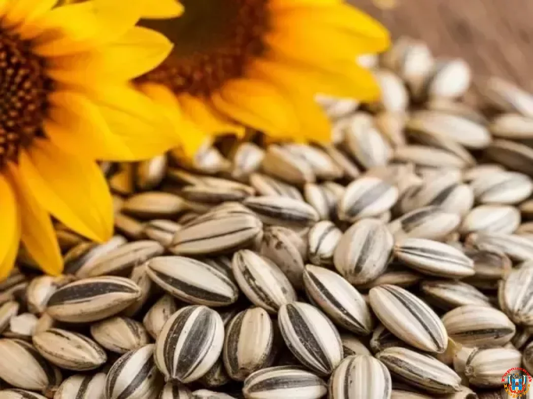 Семена амброзии в подсолнечнике нашли на складе предпринимателя из Ростова-на-Дону Семена амброзии в подсолнечнике нашли на складе предпринимателя из Ростова-на-Дону