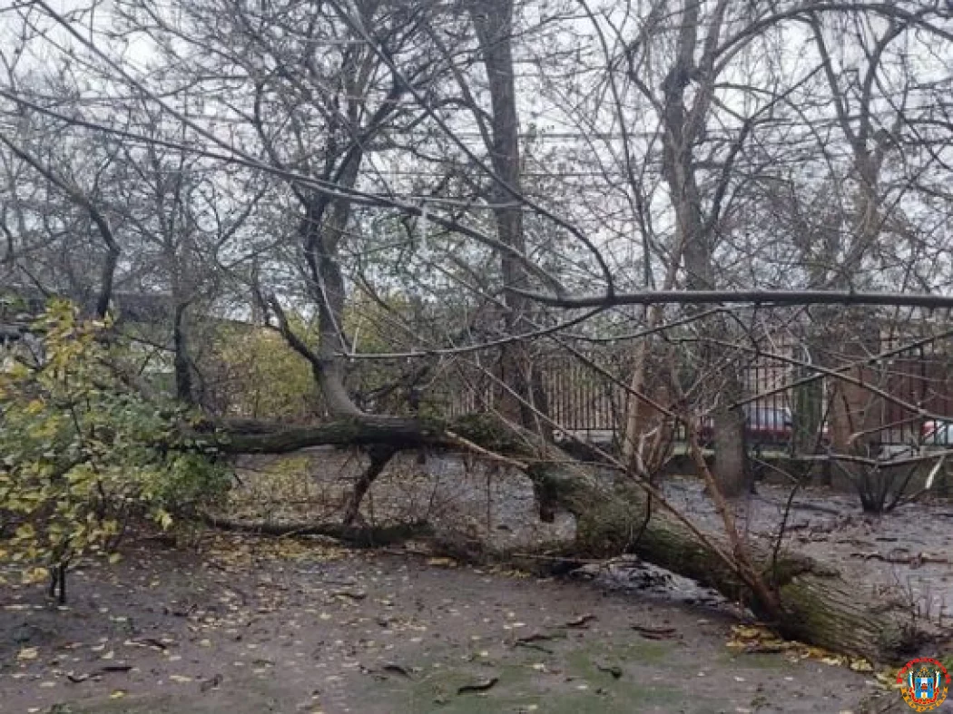 В Ростове на 37-й Линии огромное дерево перегородило дорогу