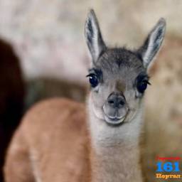 Малышка гуанако и миниатюрные пони Памела и Сонечка появились в Ростовском зоопарке