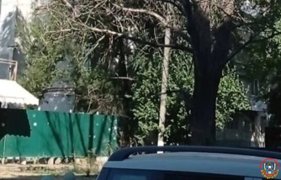 На Добровольского в Ростове огромная ветка упала на прохожую с ребенком