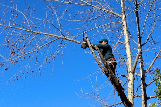 Власти Ростова объяснили вырубку деревьев в парке Островского