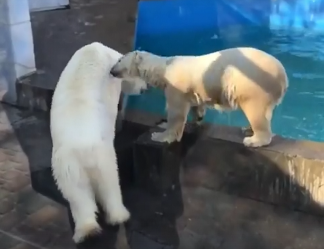Милые игры влюбленной пары белых медведей попали на видео в Ростове