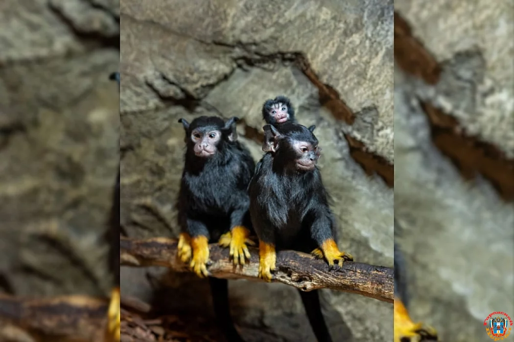 Два детеныша красноруких тамаринов родились в парке «Лога»