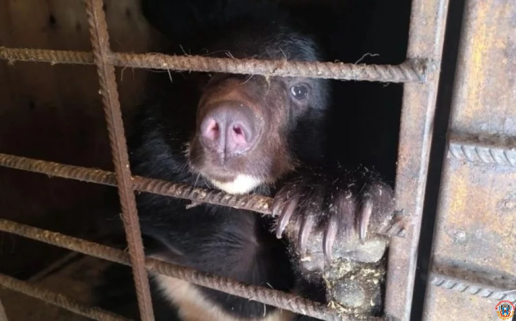 В зоопарк Ростова отправят ручную медведицу