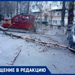 Рухнувшее дерево в Ростове, которое должны были спилить полгода назад, едва не придавило маму с ребенком