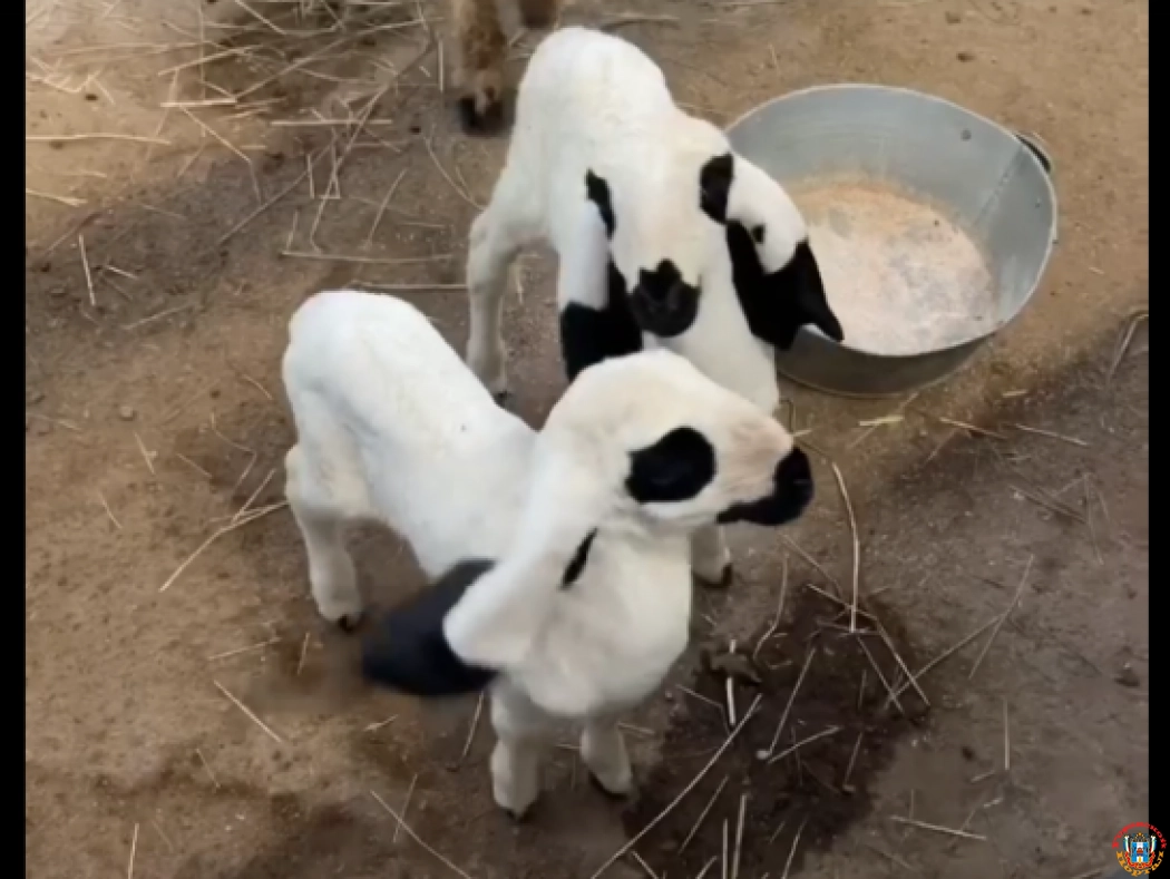 В Ростовском зоопарке родились две Лойских овцы