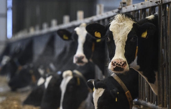 В Ростовской области фирма накручивала срок годности продуктам и скрывала информацию об их качестве