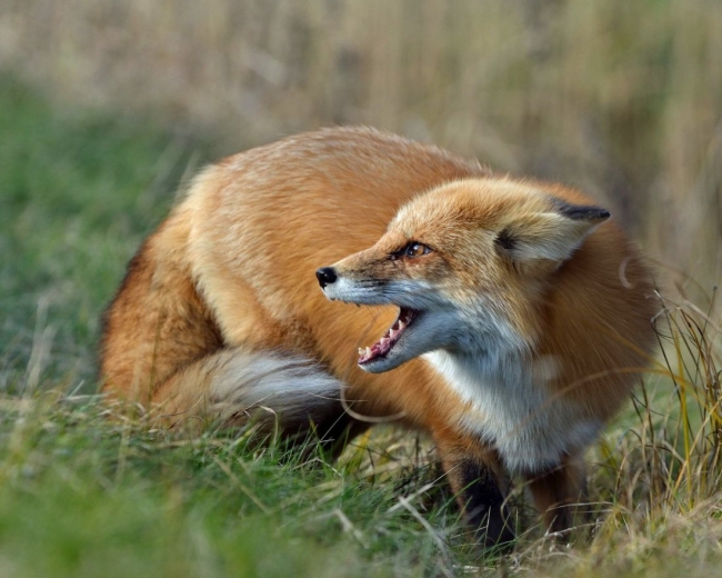 В Ростовской области выявили бешенство у дикой лисы