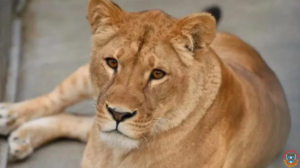 9-летняя львица Олесия умерла в Ростовском зоопарке