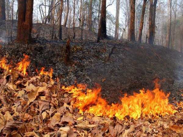 В Ростовской области за сжигание сухой травы и мусора увеличили наказание до 100 тысяч рублей