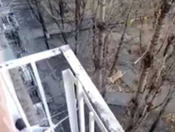 Уморительное спасение застрявшего на дереве кота при помощи швабры и скотча в Ростове попало на видео