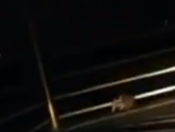 Забавная вечерняя пробежка бродячего енота по парковке торгового центра Ростова попала на видео