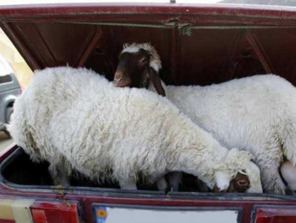 Невинных чужих овечек бесстрашно и самонадеянно продала женщина под Ростовом