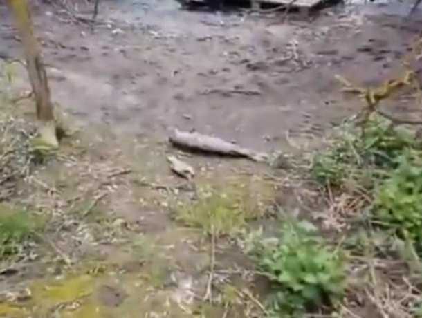 Массовой гибелью рыб в «вонючем» озере под Ростовом обеспокоены сельчане