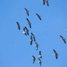 Завораживающий танец донских журавлей в весеннем небе восхитил жителей Ростова