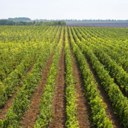 Ростовский винодел отказался от экспорта продукции в Китай ради России