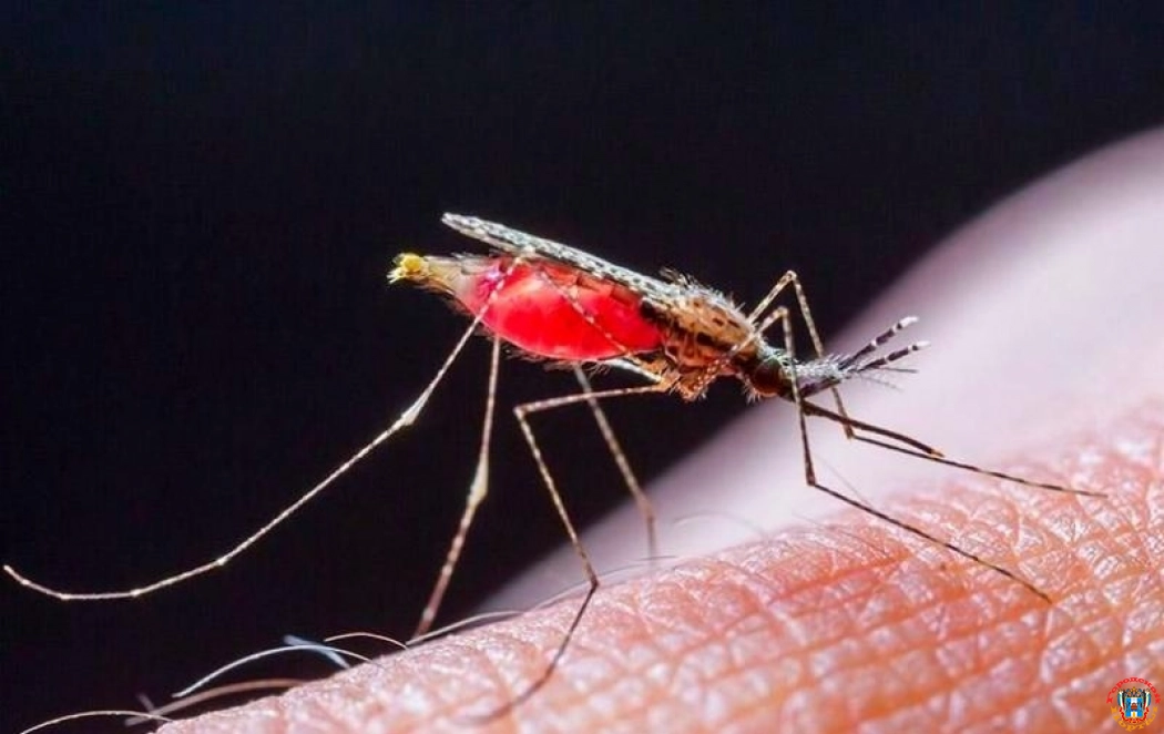 В Ростовской области зафиксировали первый случай заражения малярией в 2023 году