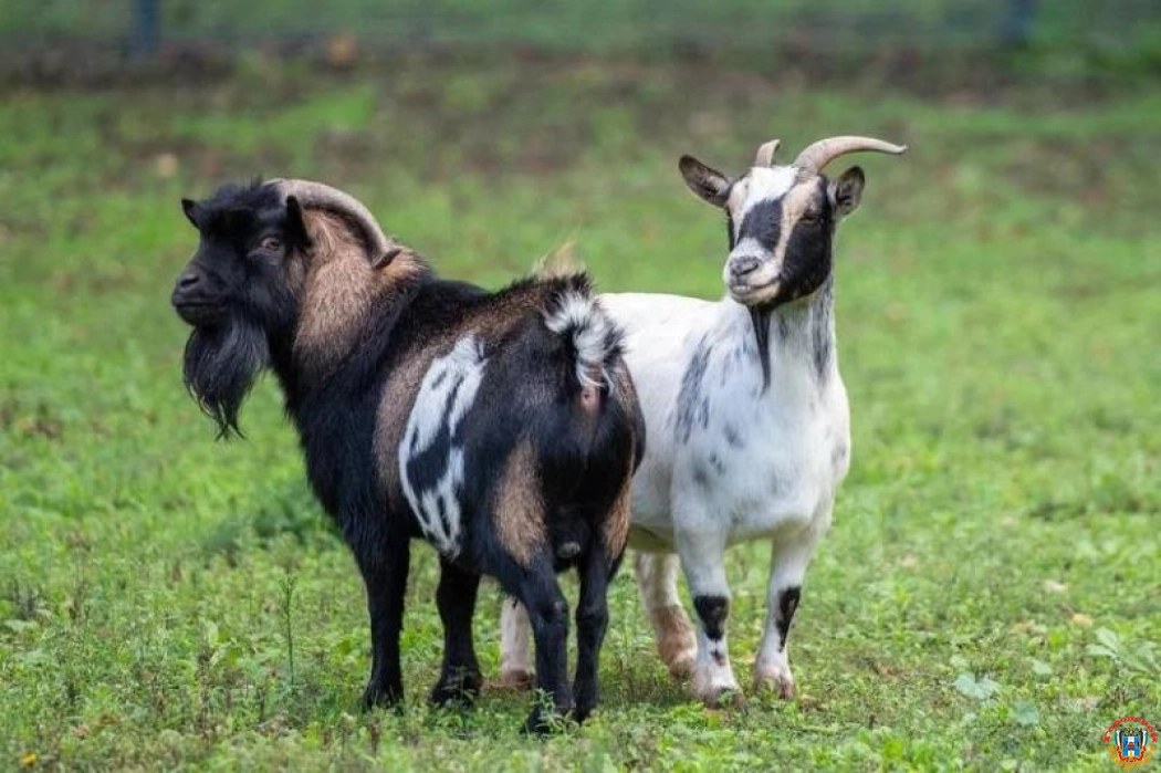 В Ростовском зоопарке появились карликовые камерунские козы