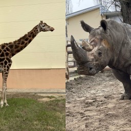 В зоопарке Ростова на первую прогулку после затянувшейся непогоды вышли в уличный вольер носорог и жираф