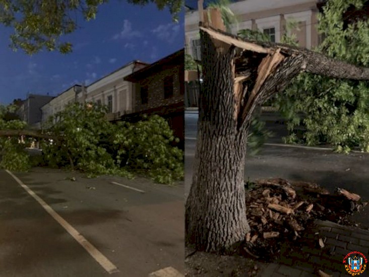 В центре Ростова упало огромное дерево