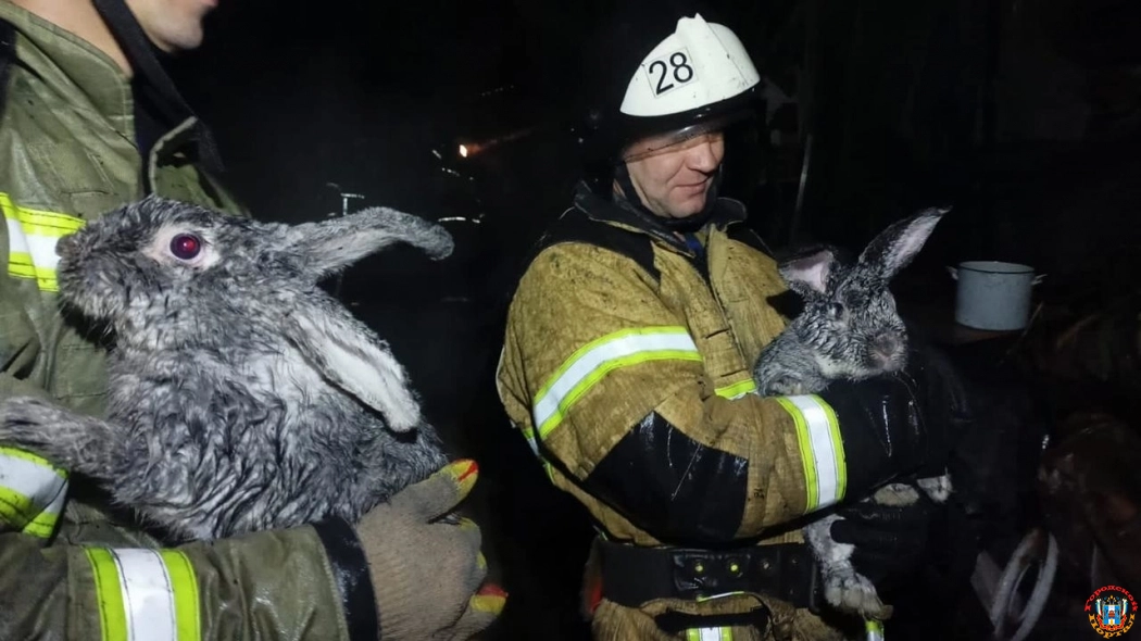 В Новочеркасске пожарные спасли от огня семью из девяти кроликов