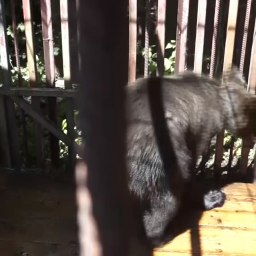 В Ростовской области спасли медвежонка, запертого в доме без еды и воды