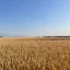 Донскому АПК для завершения уборочной страды экстренно необходимы масштабные поставки горючего