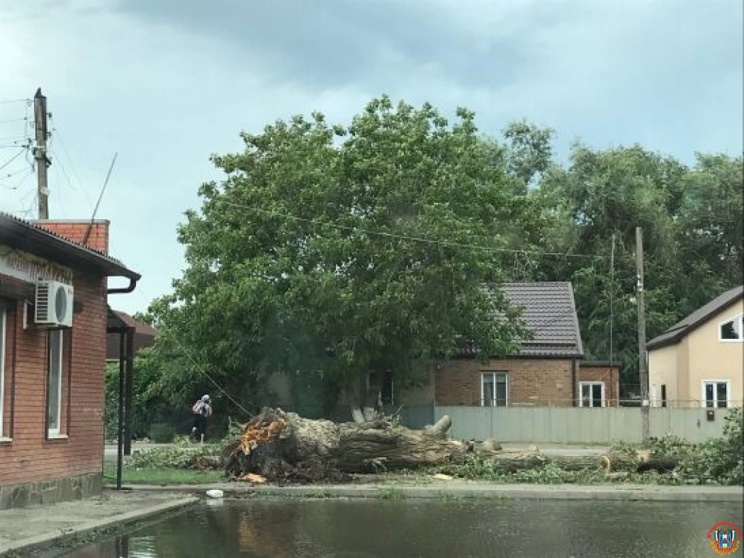 В селе Ростовской области упало огромное дерево
