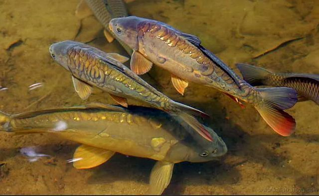 В Ростовской области из-за аномально тёплой зимы могут возникнуть проблемы с выращиванием рыбы