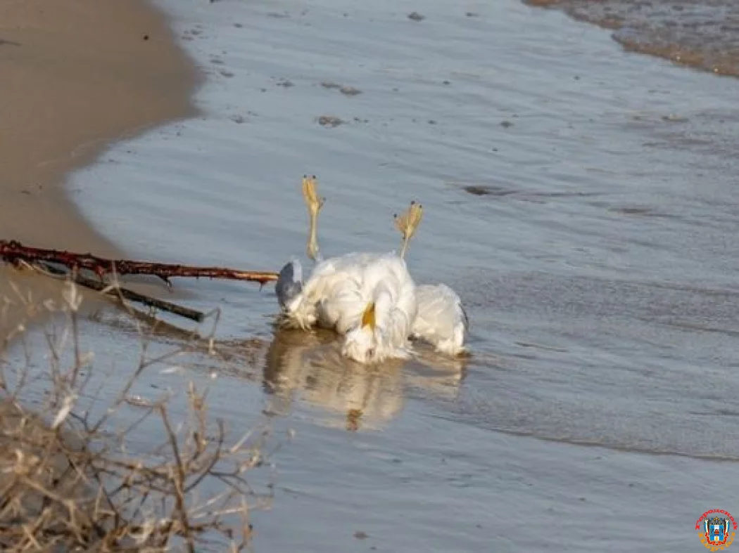 На пляже Цимлянского водохранилища обнаружили десятки мертвых птиц