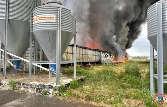 При пожаре на птицефабрике в Каменском районе заживо сгорели более 10 тысяч кур