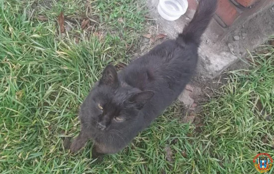 В Батайске кошка три месяца ждет хозяев на перекрестке