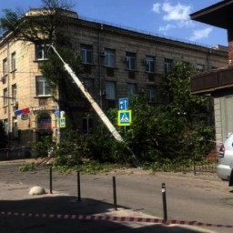 В Ростове на Центральном рынке упавшее дерево повалило столб