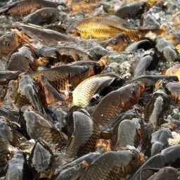 У обитающей в Ростовской области рыбы выявили опасные для человека болезни